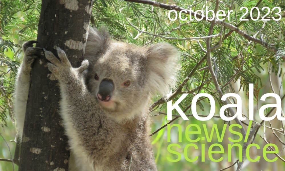 koala news science october 2023