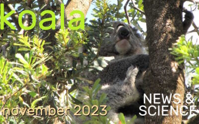 Koala News & Science November 2023