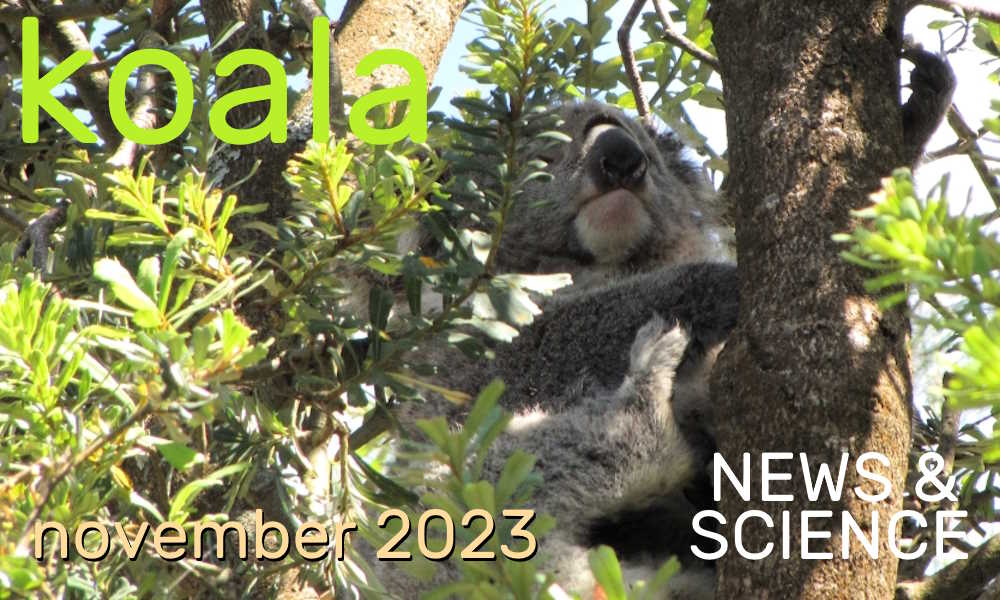 koala news science november 2023