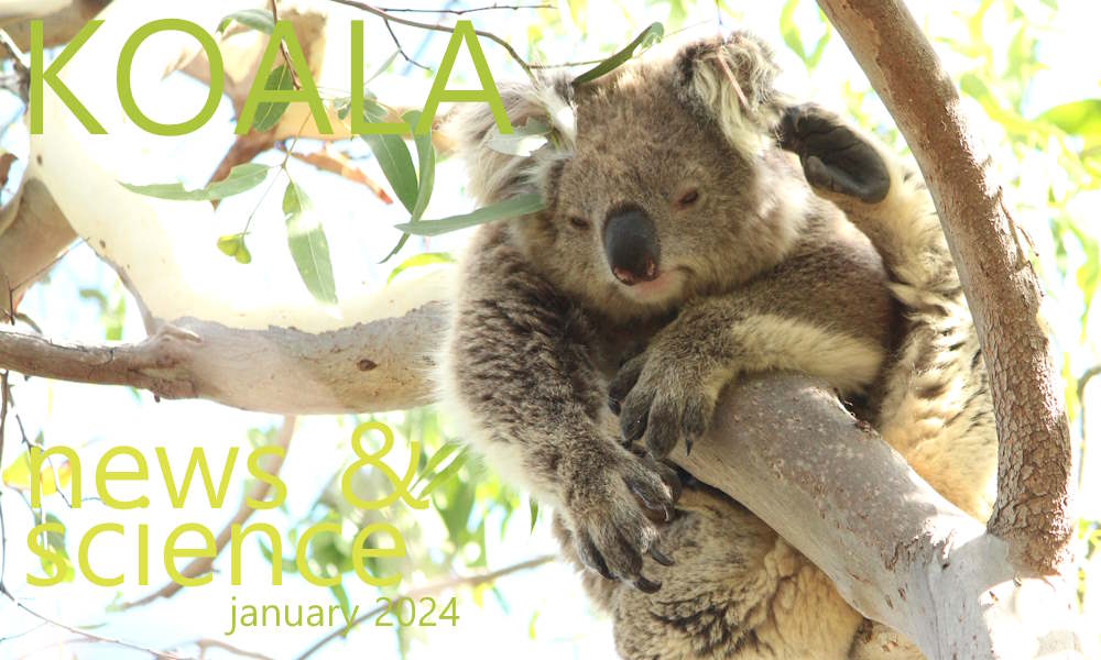 Koala News & Science January 2024