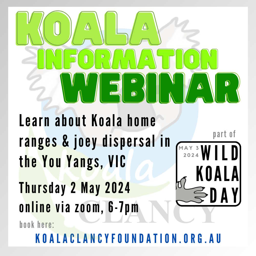 wild koala day information webinar