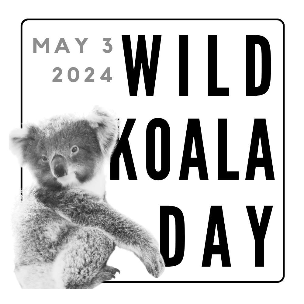 WILD KOALA DAY 3 MAY 2024 TILE