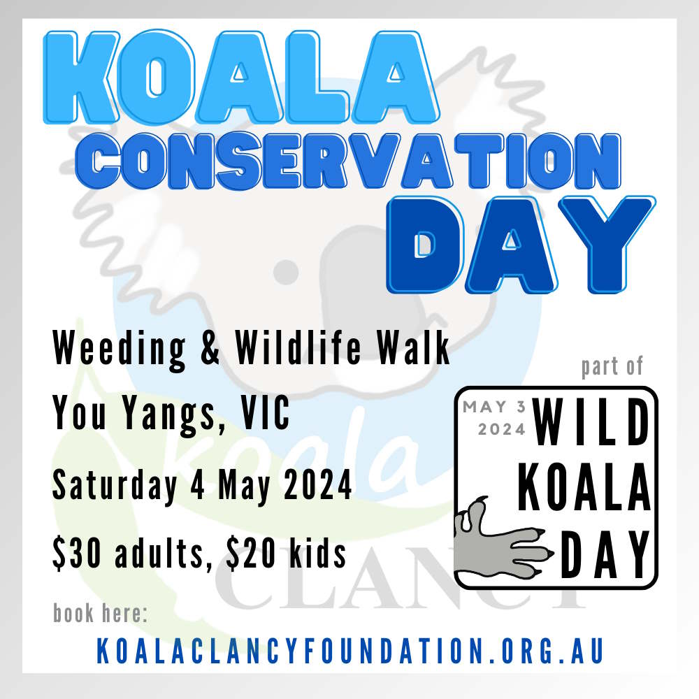 koala weeding wildlife walk 4 may 2024