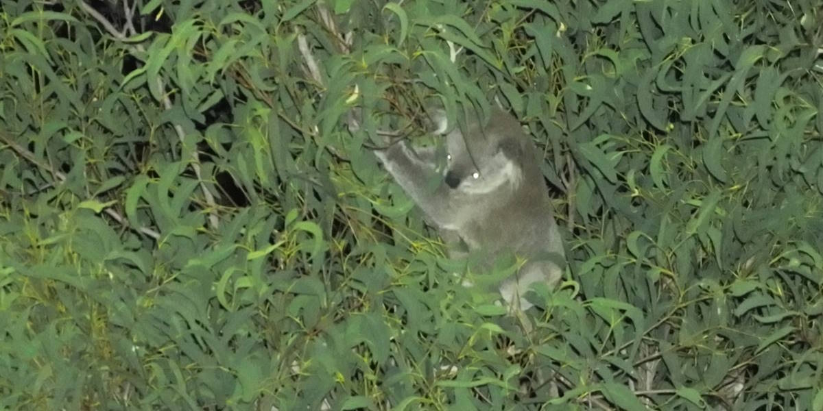 drone pic koala eurobodalla nsw