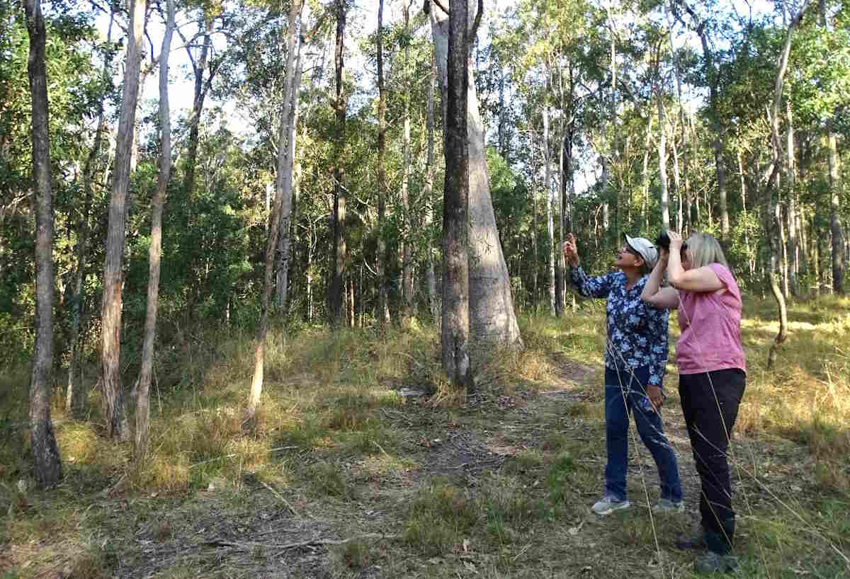 koala citizen scientists gympie