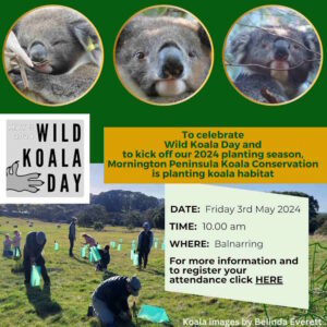 mornington peninsula wild koala day 2024