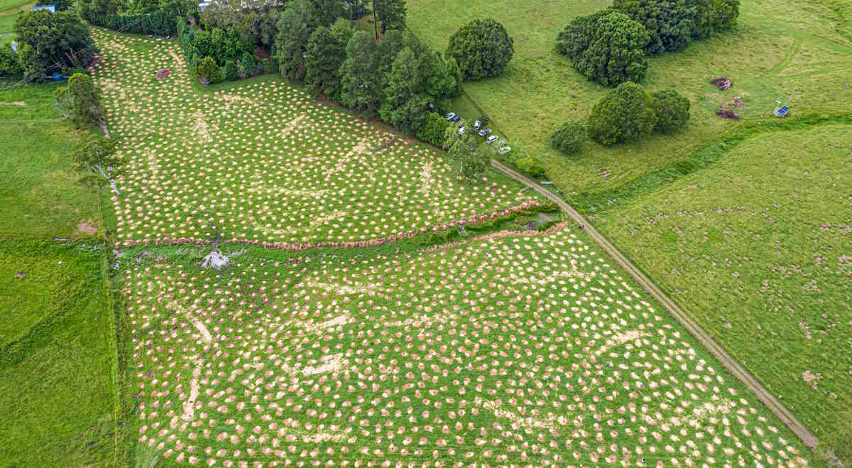 bangalow koalas tree planting aerial view wild koala day