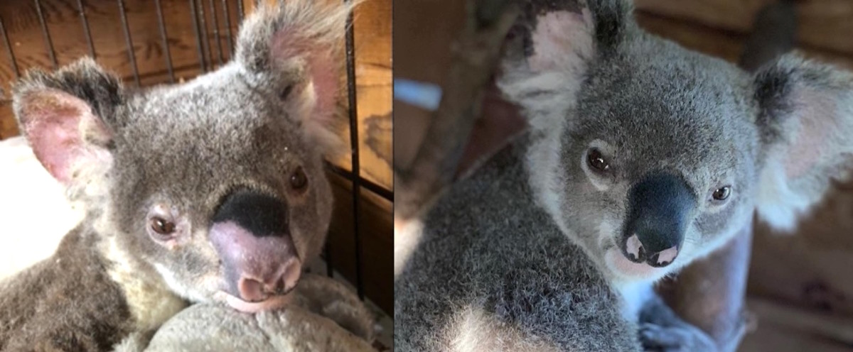 Koala saved by island hospital in Queensland