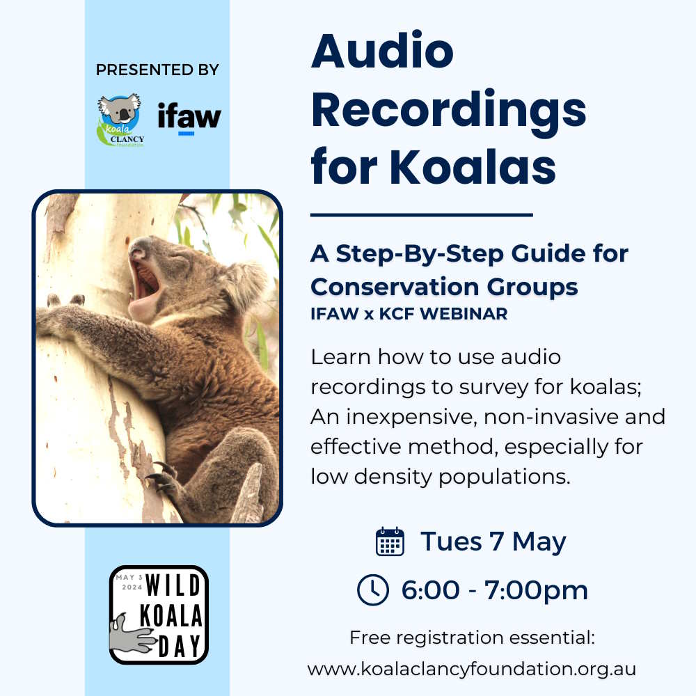 ifaw koala clancy wild koala day 2024 audio recordings webinar
