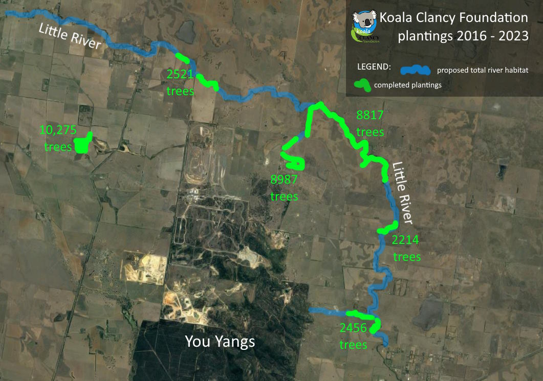 local koala group tree planting little river