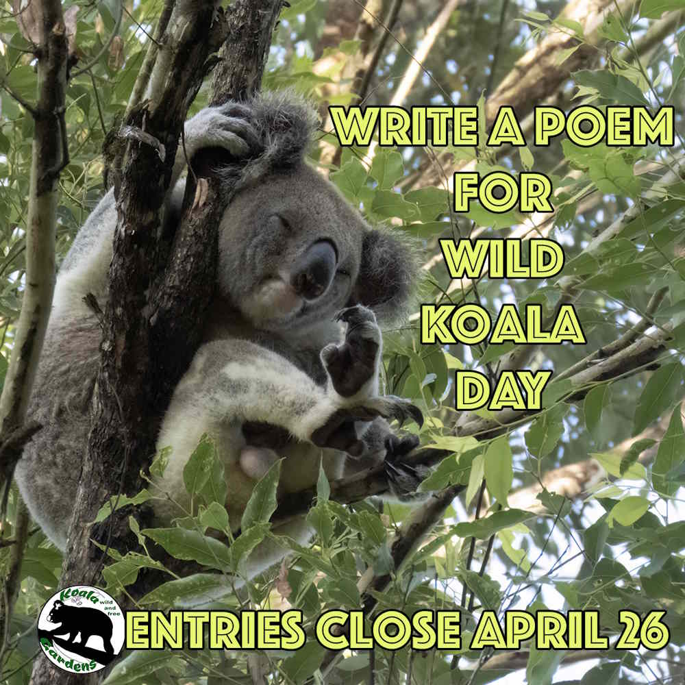 wild koala day competition