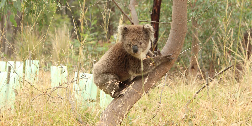 10 Small Local Koala Groups Making a Difference, and why you should support them.