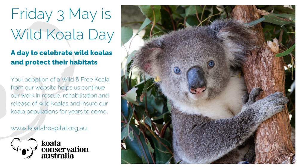 Koala conservation australia wild koala day 2024