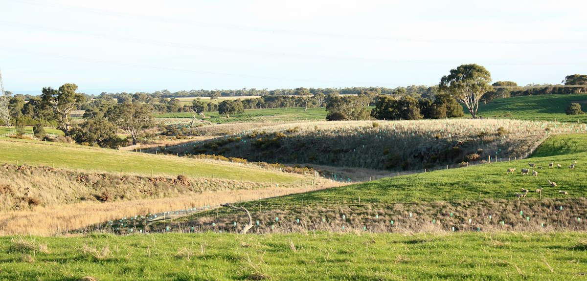 valley planted koala trees