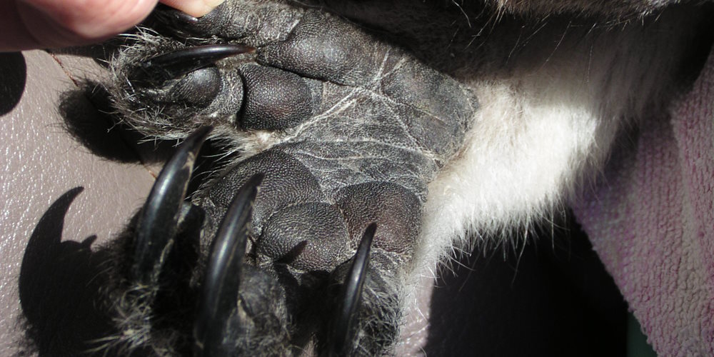 7 new facts koalas fingerprints