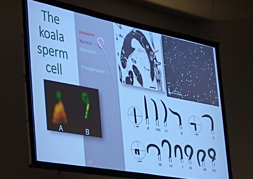 7 new facts koalas sperm