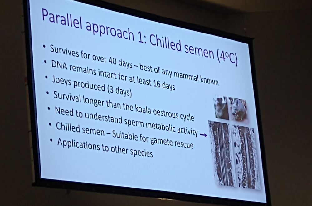 7 new facts koalas chilled sperm
