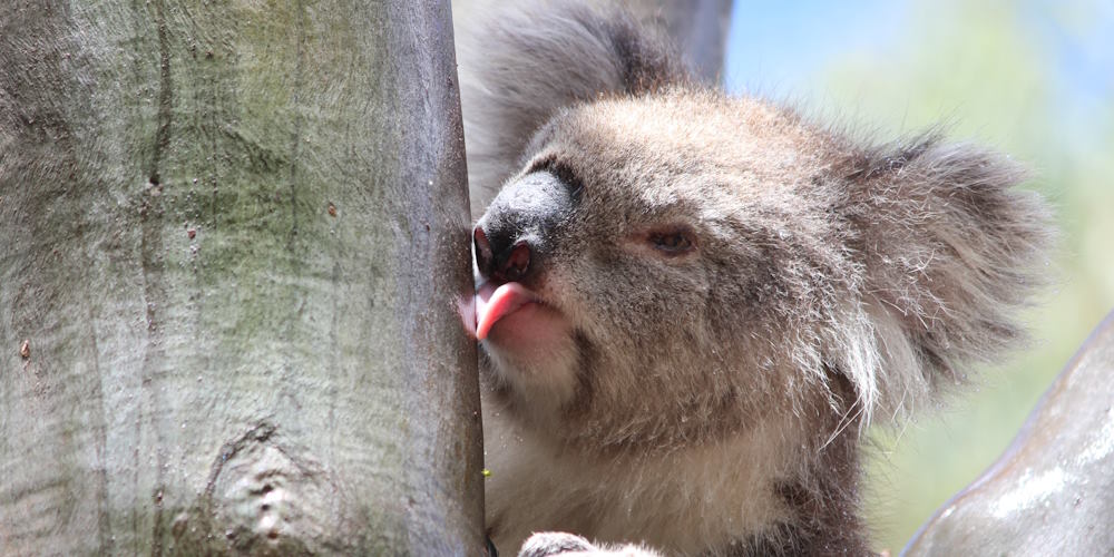 7 Surprising New Facts About Koalas