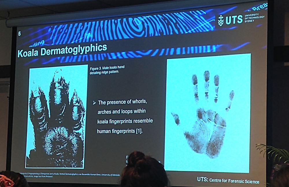 7 new facts koalas fingerprints