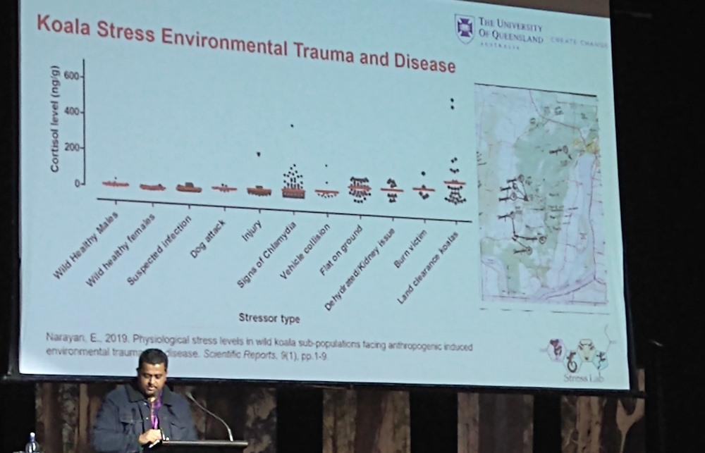 7 new facts koalas stress
