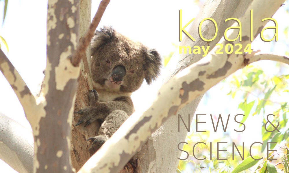 Koala News & Science May 2024