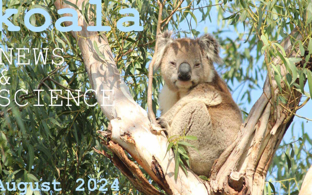 Koala News & Science August 2024