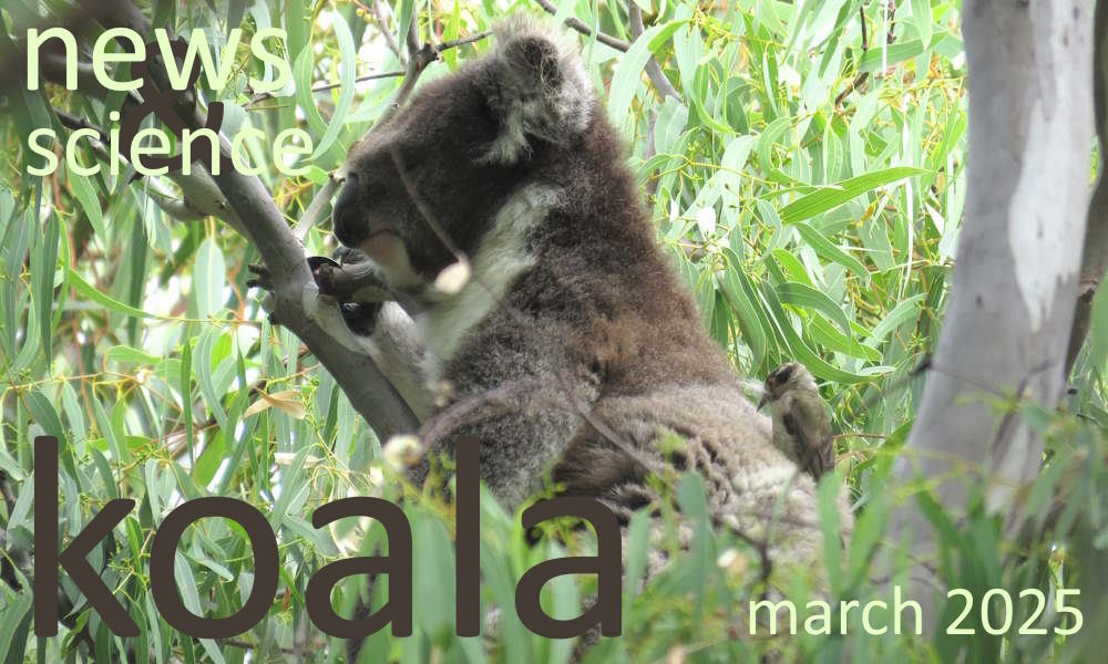 Koala News & Science March 2025