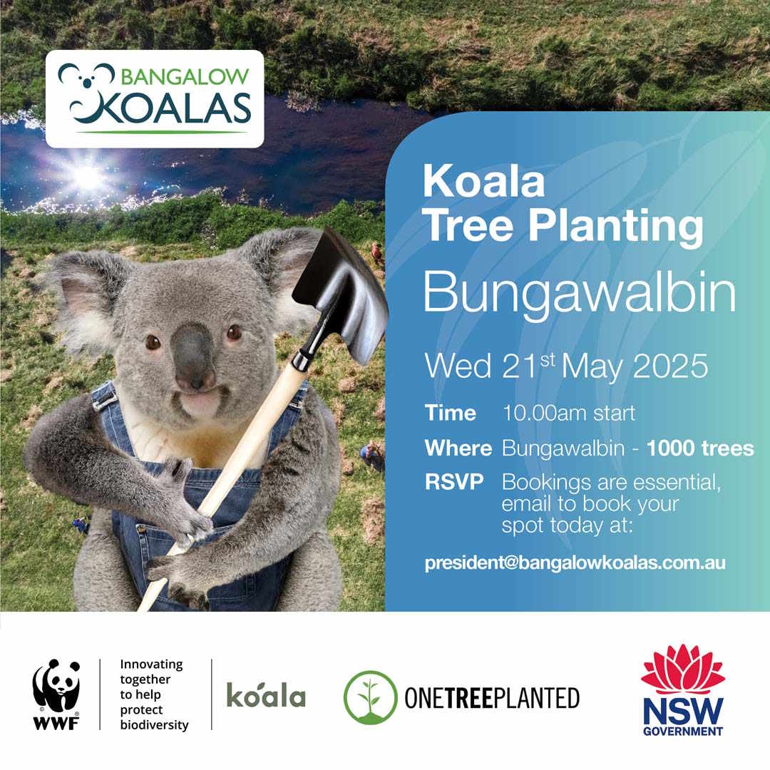 Bangalow Wild Koala Day 2025