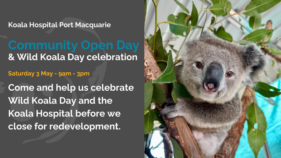 Port Macquarie Hospital Wild Koala Day 2025