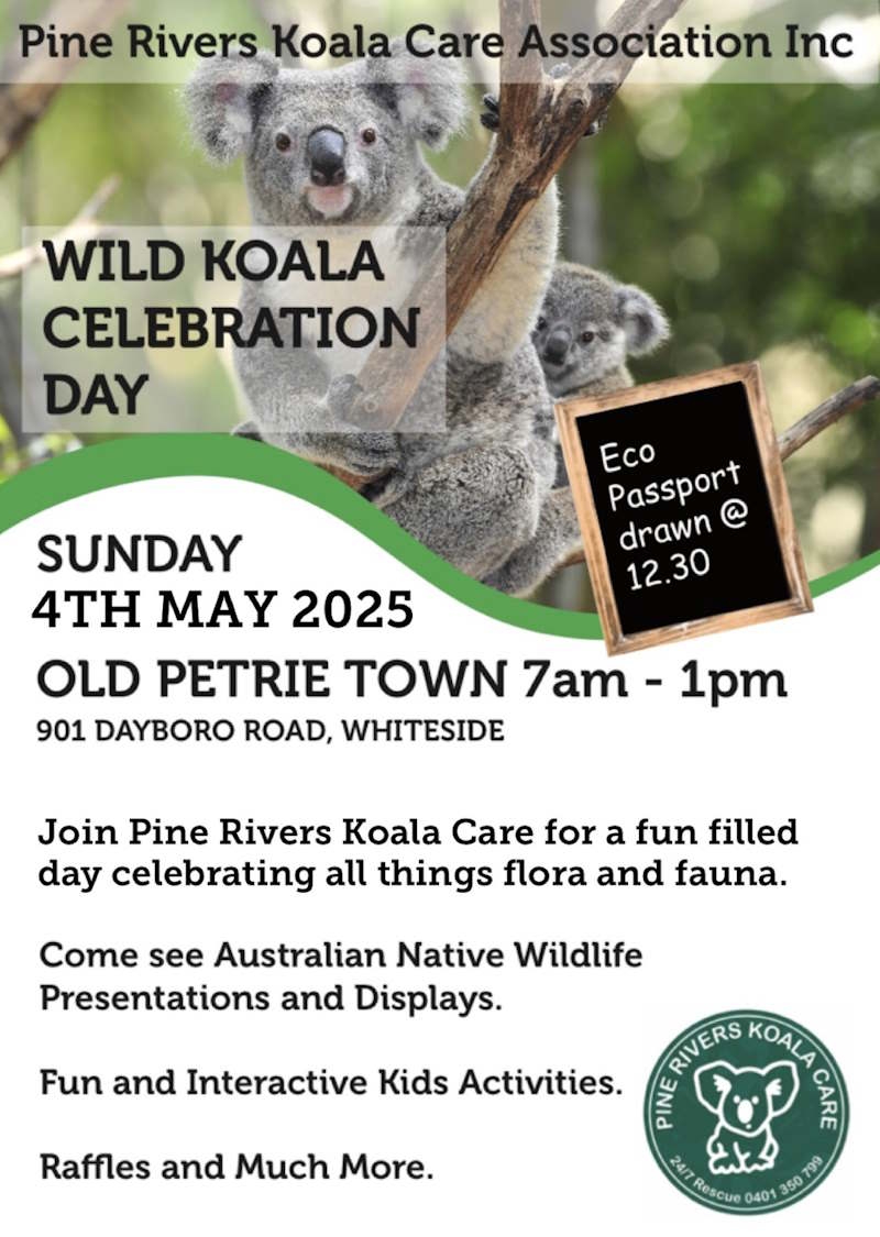Pine Rivers Koala Care Wild Koala Day 2025