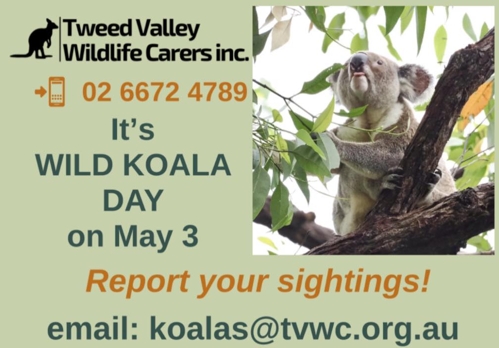 Tweed Valley Wildlife Carers Wild Koala Day 2025