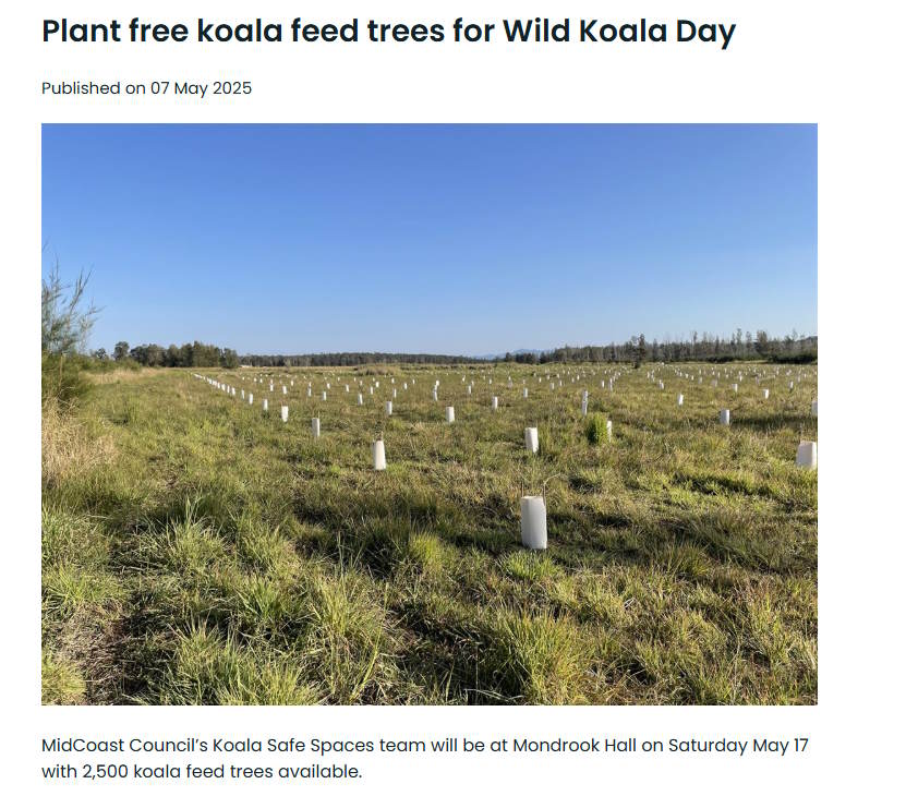 midcoast council wild koala day 2025