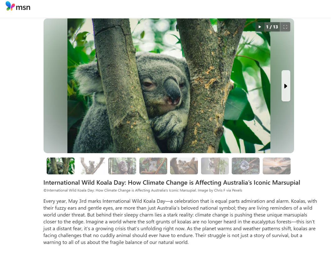 wild koala day msn international