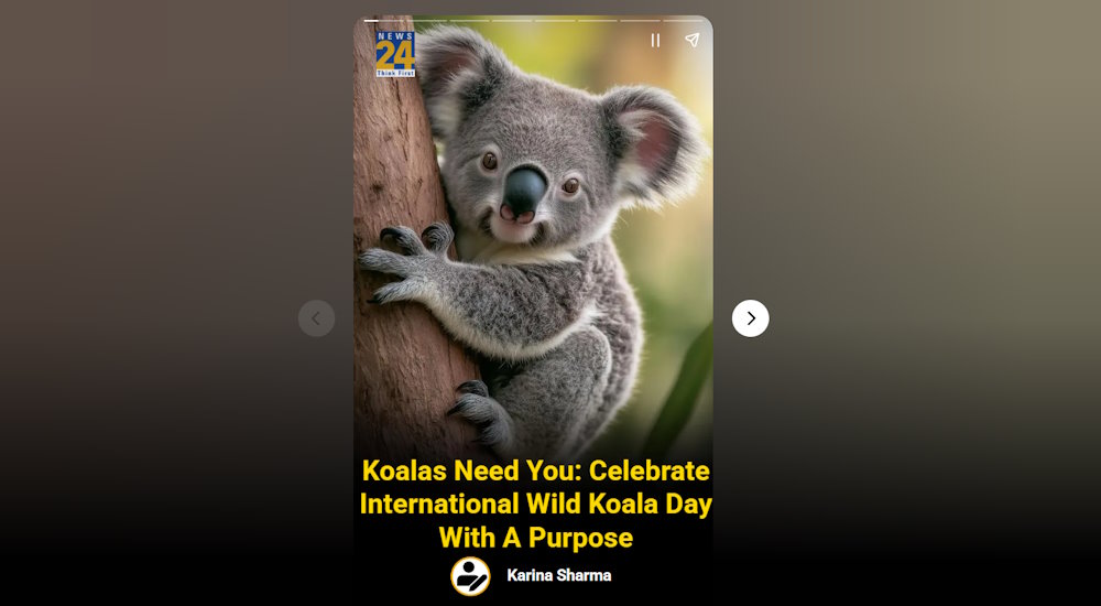 Wild Koala Day 2025 wrap-up
