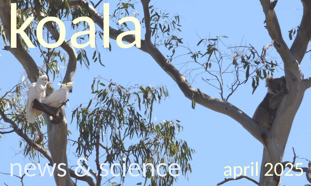 Koala News & Science April 2025