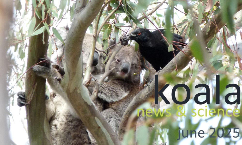 Koala News & Science June 2025