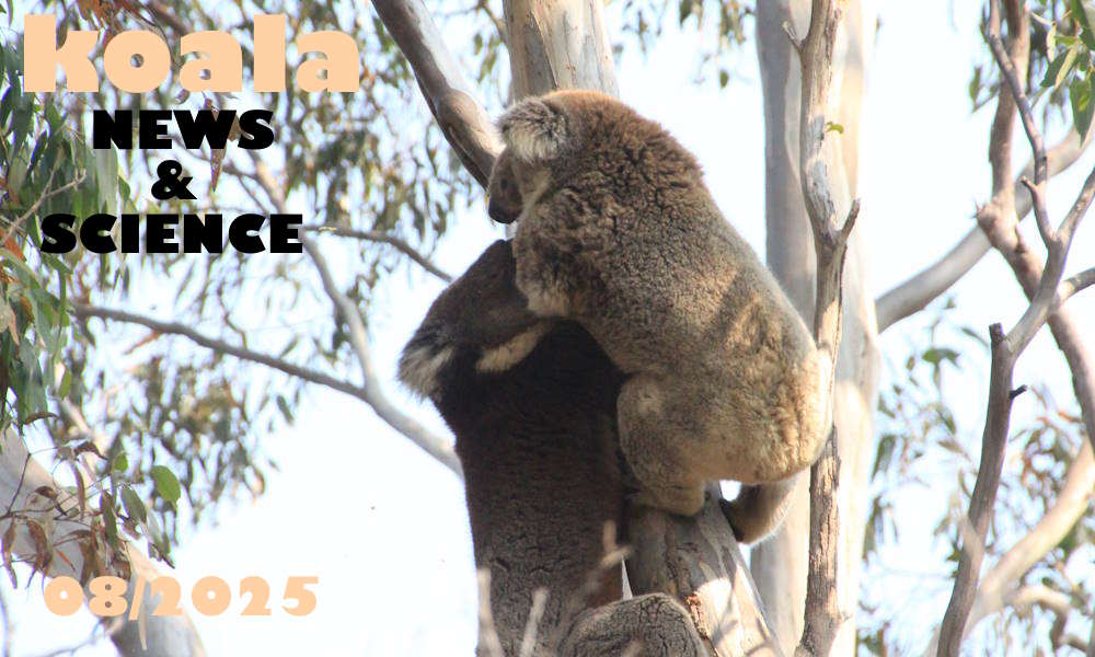 Koala News & Science August 2025