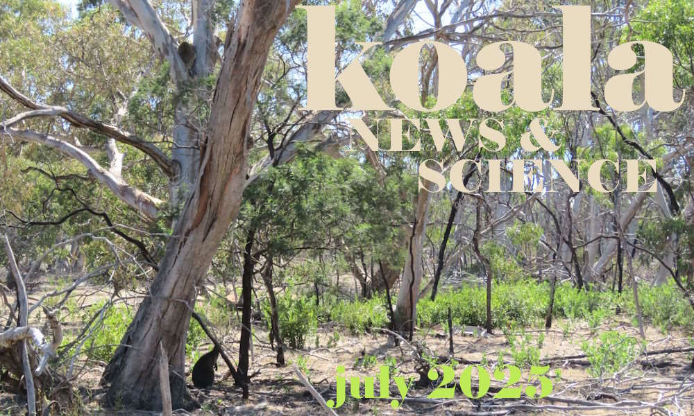 koala news science july 2025