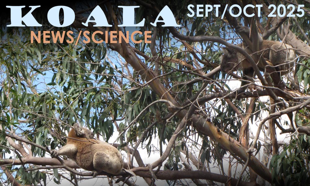 KOALA NEWS SEPT OCT 2025