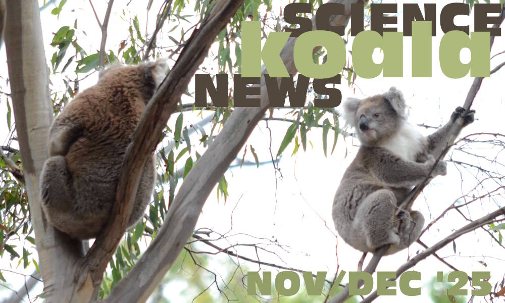 Koala News & Science November December 2025