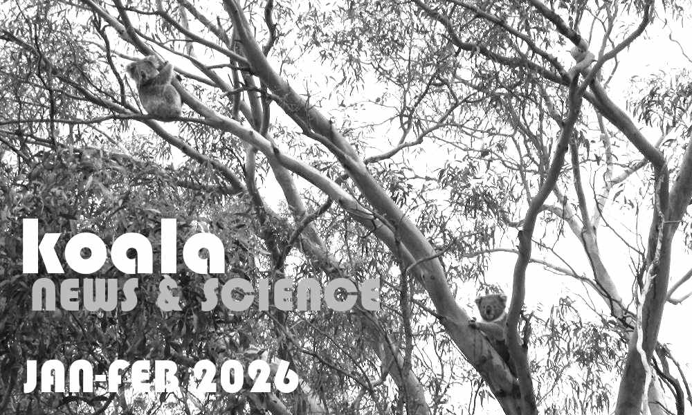 Koala News & Science January February 2026