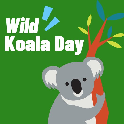 wild koala day 2024