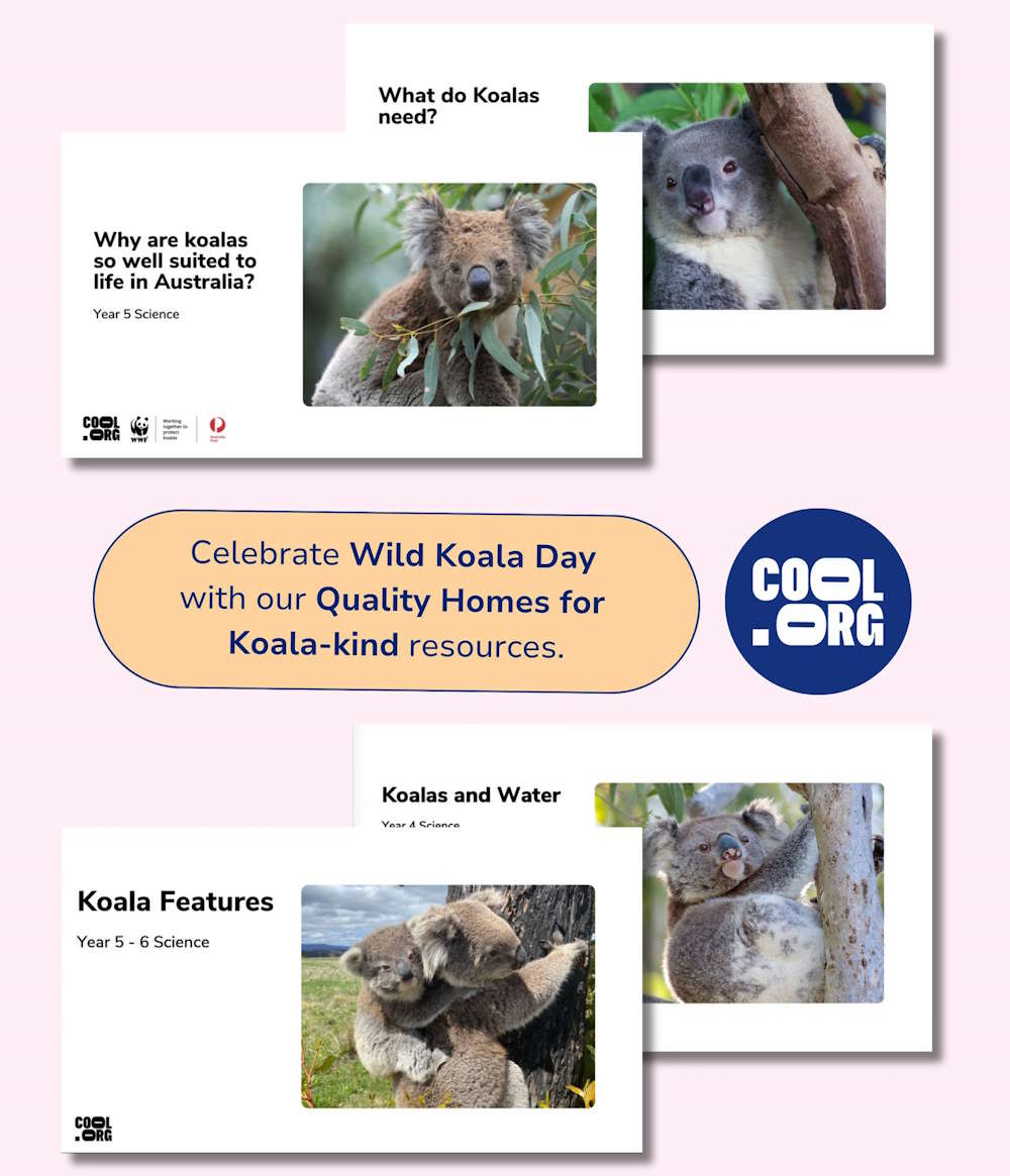 cool.org wild koala day
