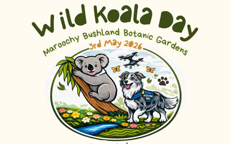 Wild Koala Day 3 May 2026 Maroochy