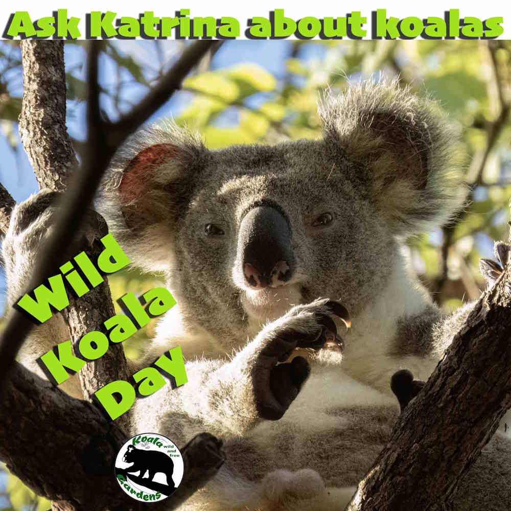 koala gardens wild koala day