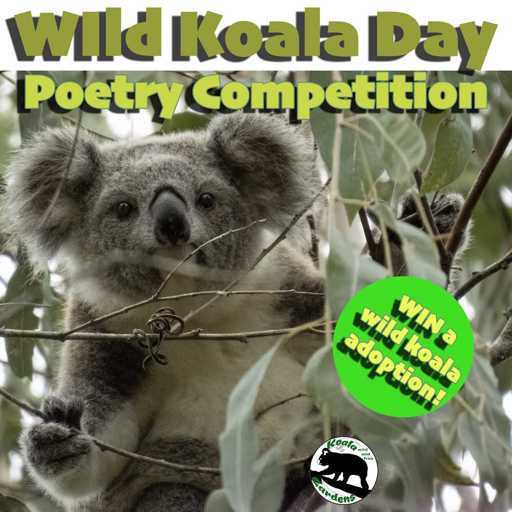 koala gardens wild koala day