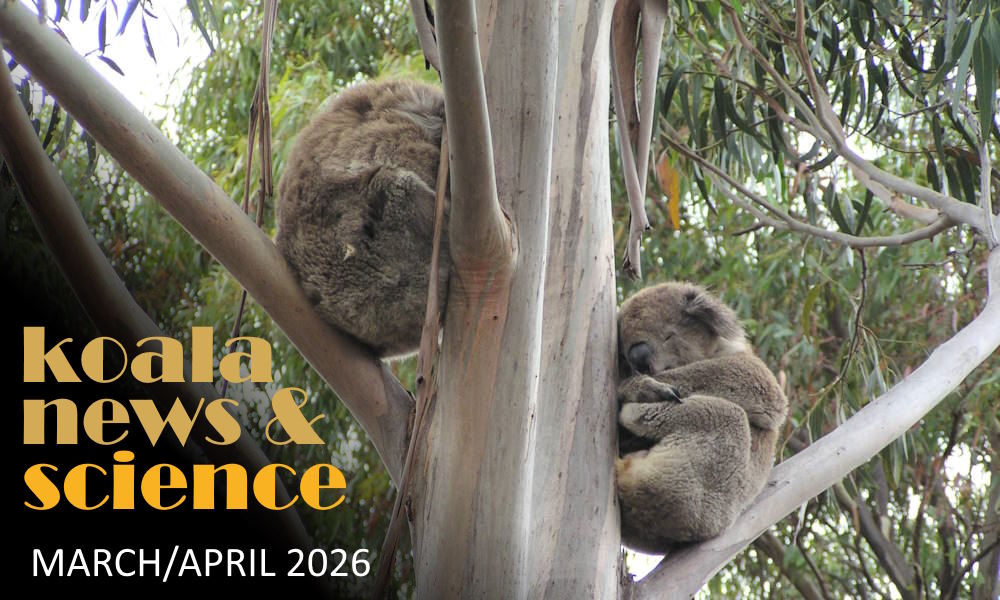 Koala News & Science March/April 2026