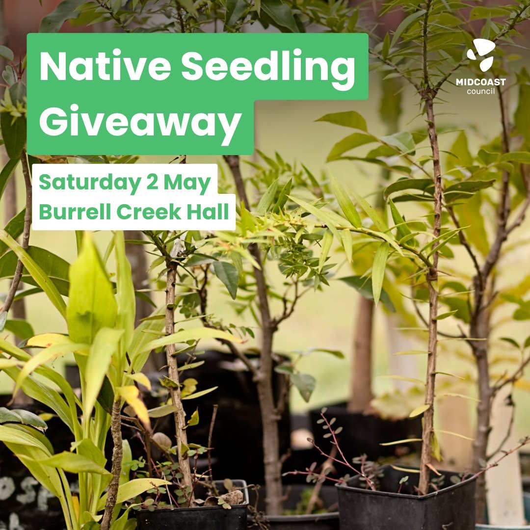 midcoast council tree giveaway wild koala day