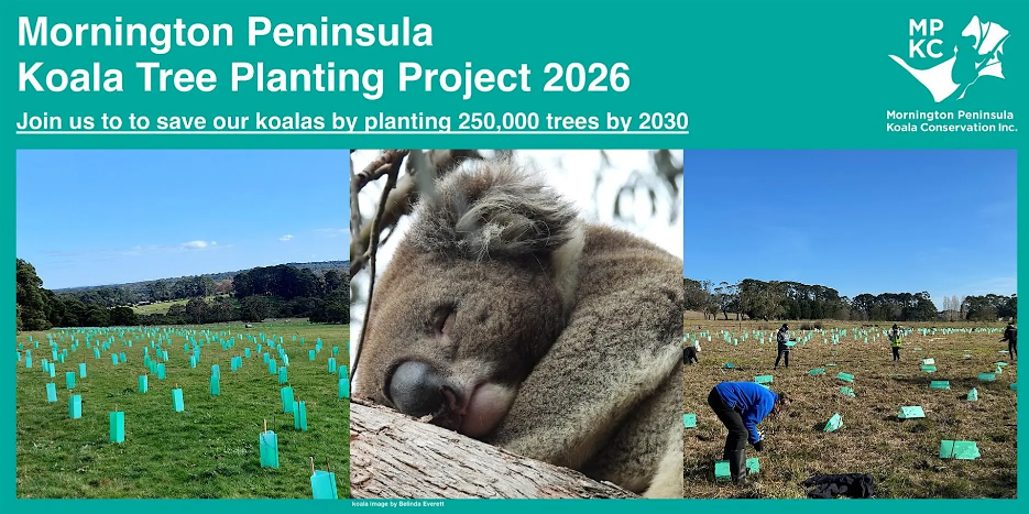 mornington peninsula wild koala day tree planting event
