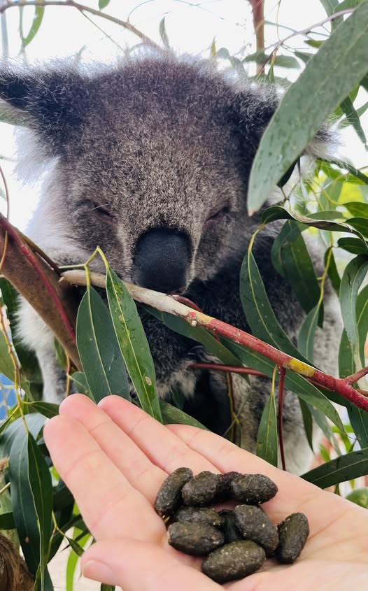westernport koala corridor wild koala day